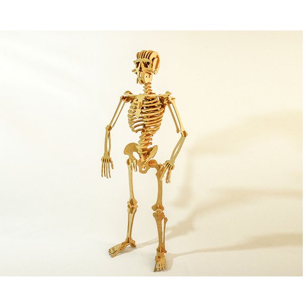 Quebra-Cabeça 3D Esqueleto Humano 109 Peças - Dinobrinque