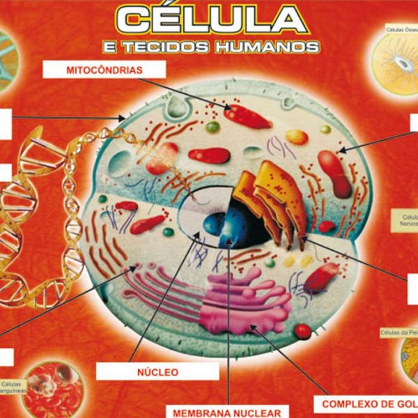 Quebra Cabeça Célula E Tecidos Humanos 108 Peças Nig