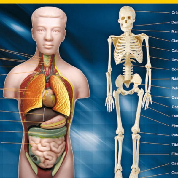 Quebra-Cabeça  Corpo Humano  108 peças - Nig