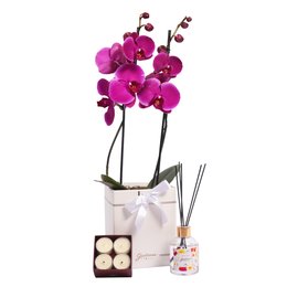 Imagem de Encontro Floral Giuliana Flores e Orquídea Pink no Box Primor