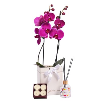 Orquídea Pink no Box e  Linha Aromática Giuliana Flores