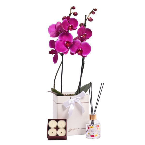 Orquídea Pink no Box e  Linha Aromática Giuliana Flores