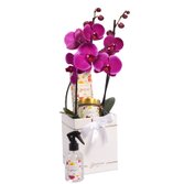 Orquídea Pink no Box Primor e Linha Aromática Giuliana Flores