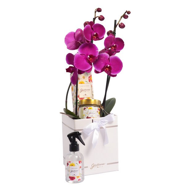 Orquídea Pink no Box Primor e Linha Aromática Giuliana Flores