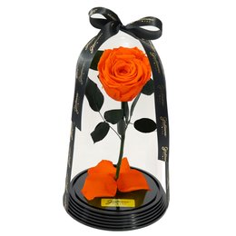 Imagem de Fabulosa Rosa Encantada Laranja