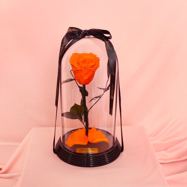 Fabulosa Rosa Encantada Laranja