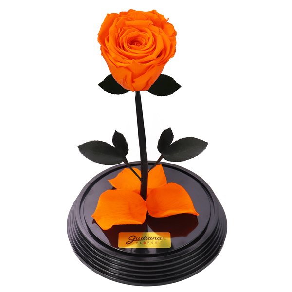 Fabulosa Rosa Encantada Laranja