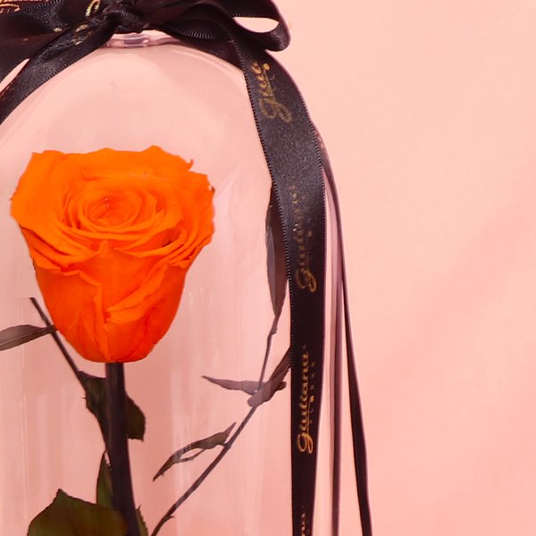Fabulosa Rosa Encantada Laranja