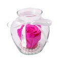 Beleza da Rosa Encantada Pink