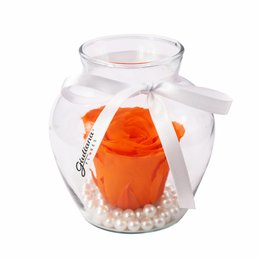 Imagem de Beleza da Rosa Encantada Laranja