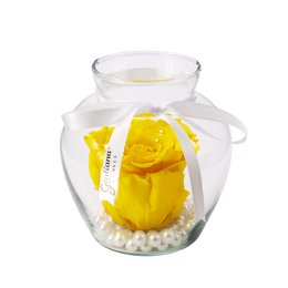 Imagem de Beleza da Rosa Encantada Amarela