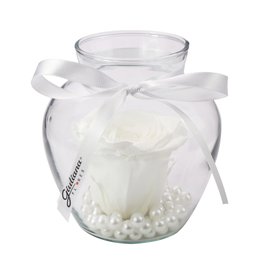 Imagem de Beleza da Rosa Encantada Branca