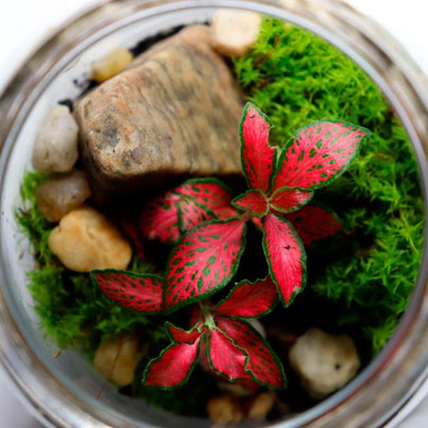 Mini Terrário no Pote
