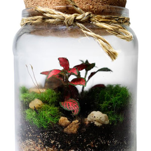 Mini Terrário no Pote