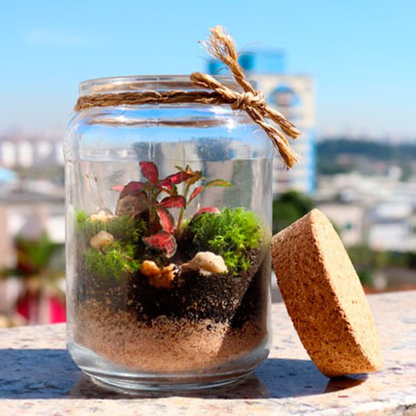 Mini Terrário no Pote