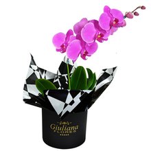 Glamurosas Orquideas Pink