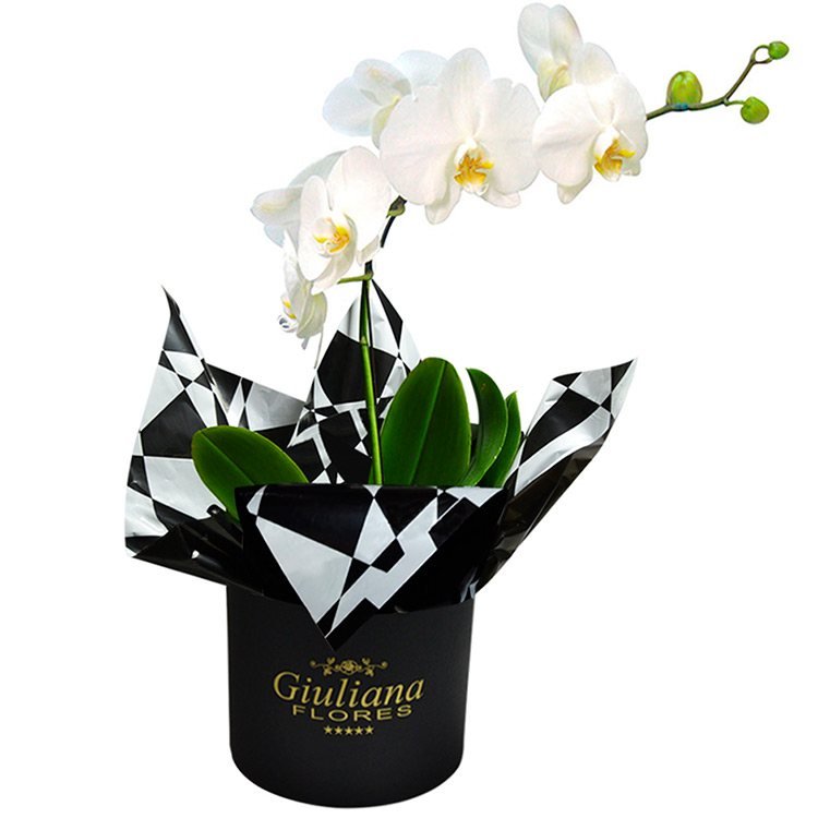 Glamurosas Orquídeas