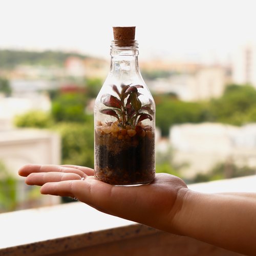 Terrário na Garrafa Unitário