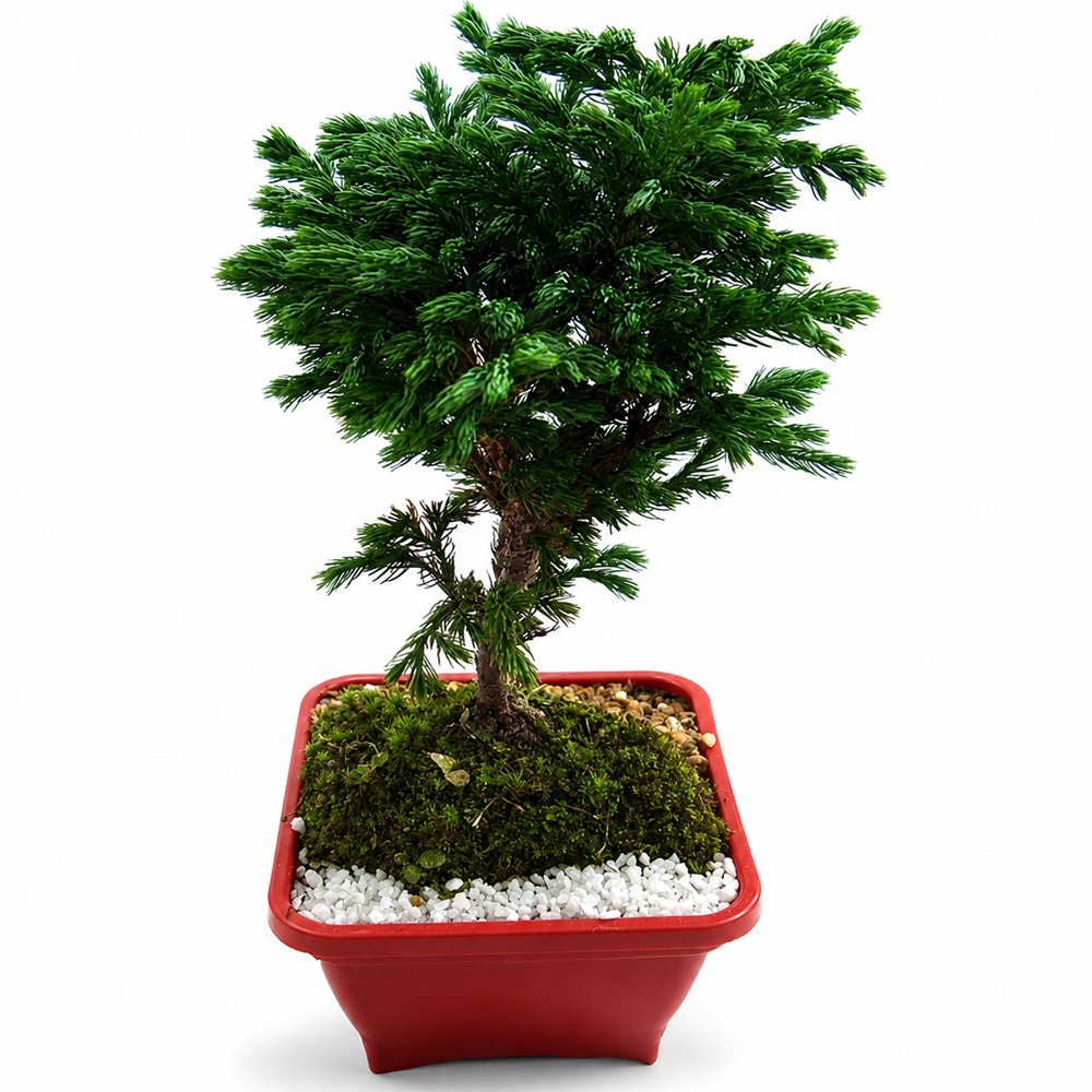 Bonsai: Compre Online e Como Cuidar | Giuliana Flores