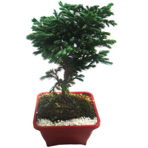 Imagem de Bonsai Pássaro Azul