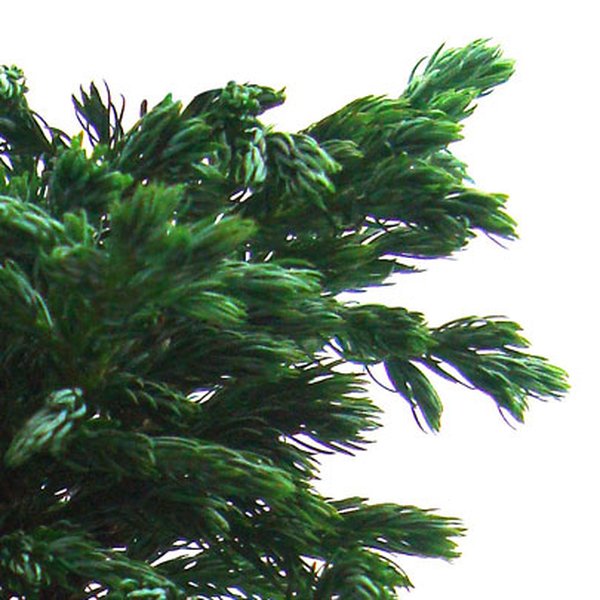 Bonsai Pássaro Azul