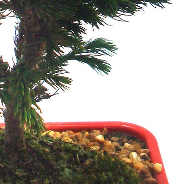 Bonsai Pássaro Azul