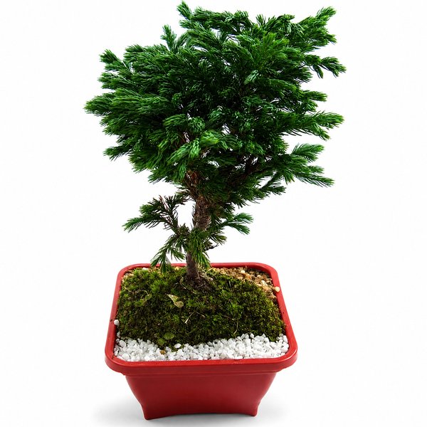 Bonsai Pássaro Azul
