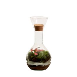 Imagem de Terrário Mini Mundo Solitário