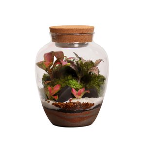 Imagem de Terrário Mini Mundo Floresta