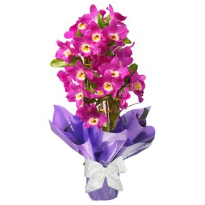 Imagem de Orquídea Dendrobium Plantada