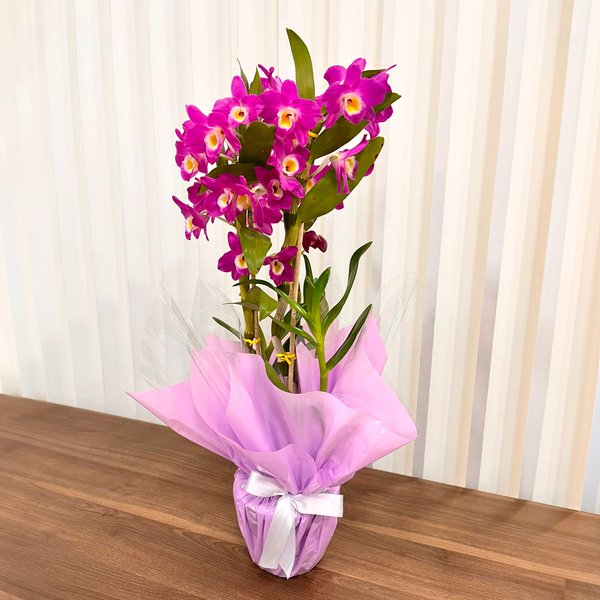 Orquídea Dendrobium Plantada
