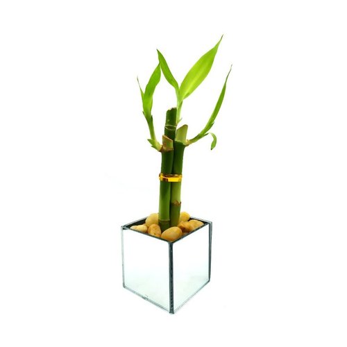 Vaso Cachepot Espelhado com Bambu da Sorte