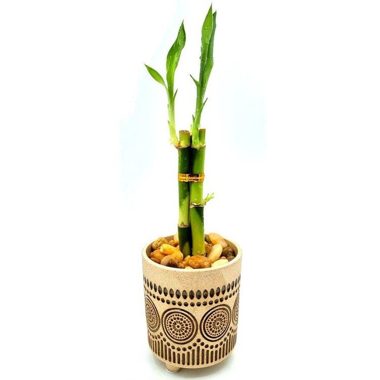 Vaso Indiano em Cerâmica com Bambu da Sorte