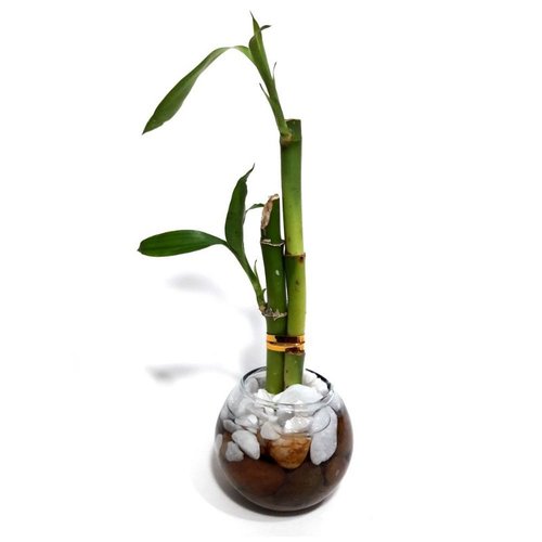 Vasinho de Redondo com Bambu da Sorte