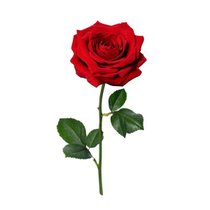 Rosa Colombiana Vermelha