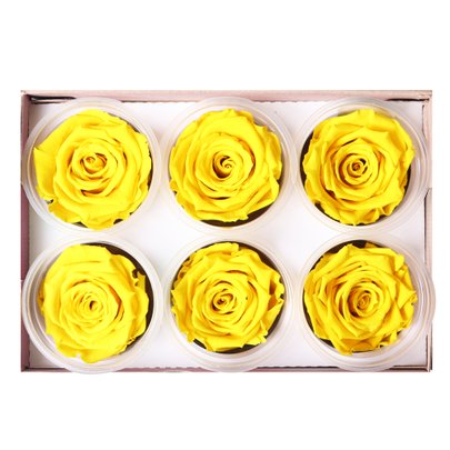 Caixa com  6 Botões de Rosa Encantada Amarela (A8X L22,5 X P15,5)CM