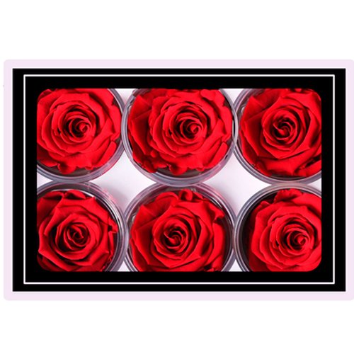 Caixa com  6 Botões de Rosa Encantada vermelhas (A8X L22,5 X P15,5)cm