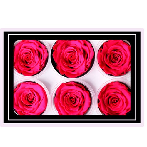 Caixa com  6 Botões de Rosa Encantada Pink (A8X L22,5 X P15,5)CM