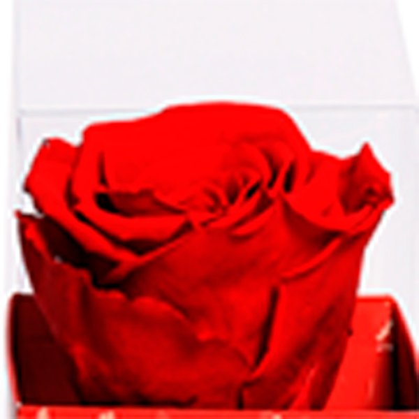 Rosa Encantada Vermelha na Caixa Te Amo VM