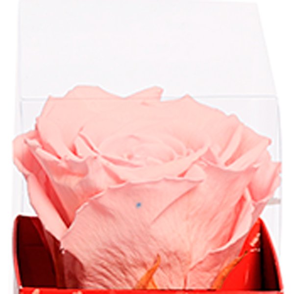 Rosa Encantada Cor de Rosa na Caixa Te Amo VM