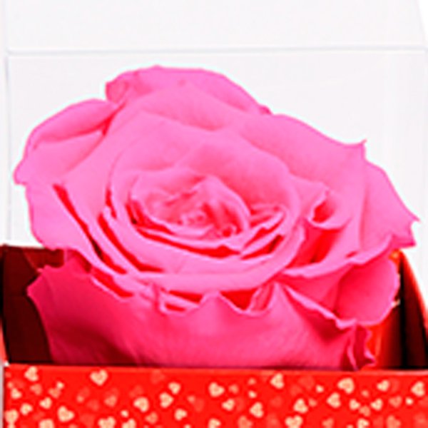 Rosa Encantada Pink na Caixa Te Amo VM