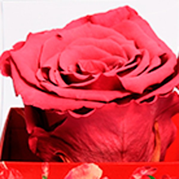 Rosa Encantada Violeta na Caixa Floral VM