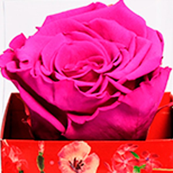Rosa Encantada Roxa na Caixa Floral VM