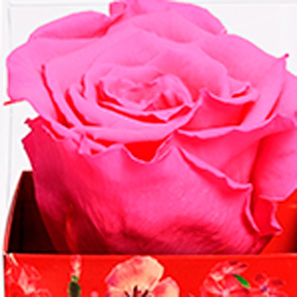 Rosa Encantada Pink na Caixa Floral VM