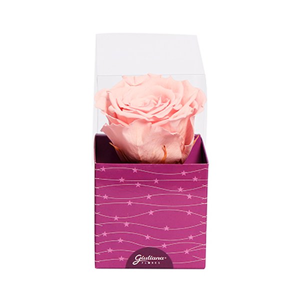 Rosa Encantada Cor de Rosa na Caixa Estrelas VM