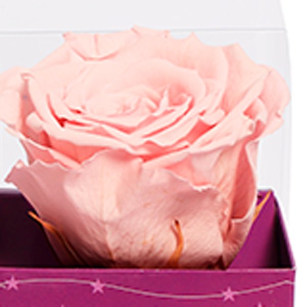 Rosa Encantada Cor de Rosa na Caixa Estrelas VM