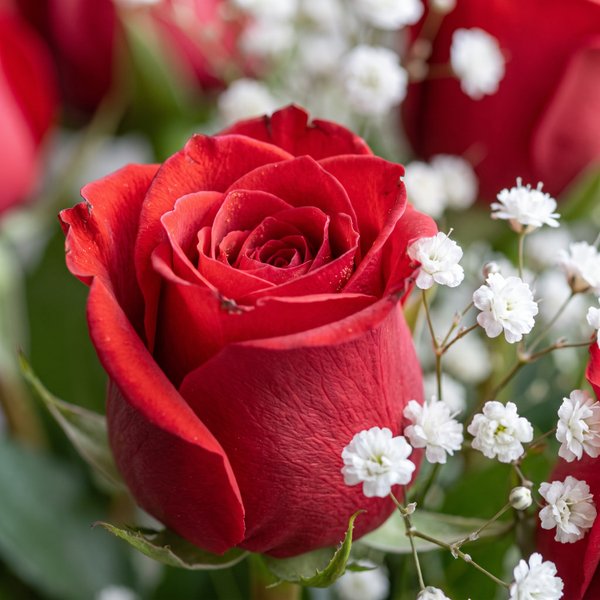 Buquê com 12 Rosas Importadas