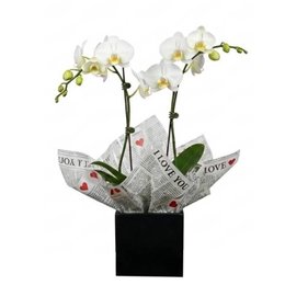 Imagem de Orquidea 2 astes