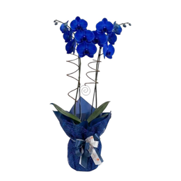 Imagem de Orquidea Azul na Tela