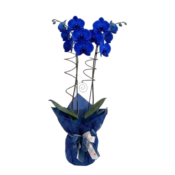 Orquidea Azul na Tela